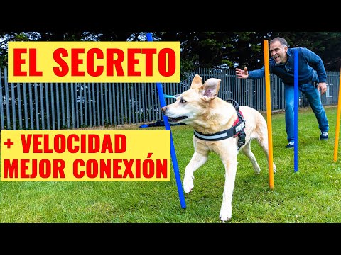 Video: Los 10 mejores suplementos naturales para perros