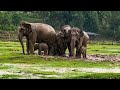 Mother's Love: Baby Elephant Stays Close to Mom in the Rain