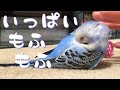 『やさしく触れていいですか？』居眠り中に３分間モフモフしても起きないピピ（生後２ヶ月）Fluffy Bird [#010]