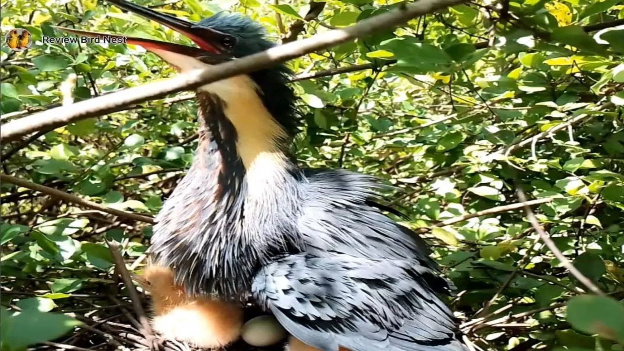 Black bittern Birds  Protect the baby in the nest (EP06) Beautiful Black bittern Birds
