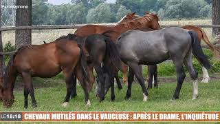 Le 18:18 - chevaux mutilés dans le Vaucluse : après le drame, l'inquiétude