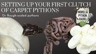 Setting Up Your First Carpet Python Clutch