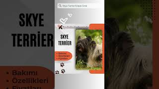Skye Terrier #Skyeterriershort #Skyeterriershorts