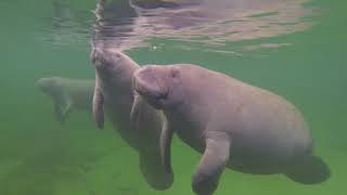 How do manatees sleep?