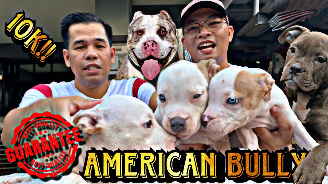 pinaka-murang-american-bully-sa-cabanatuan-ft-sir-bong-yu-youtube