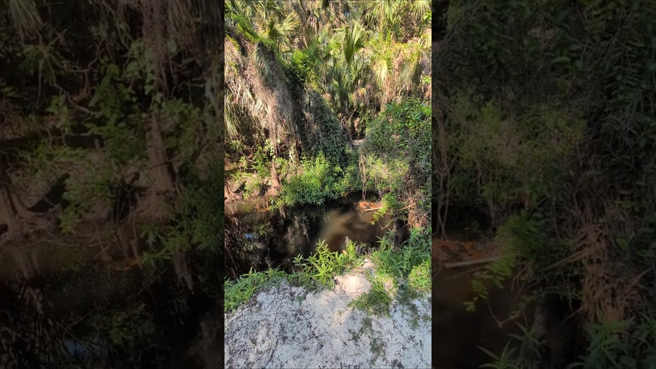 Tropical Vibe with Cabbage Palm Trees, Water & White Sand at Bear Creek Nature Trail! Winter Springs