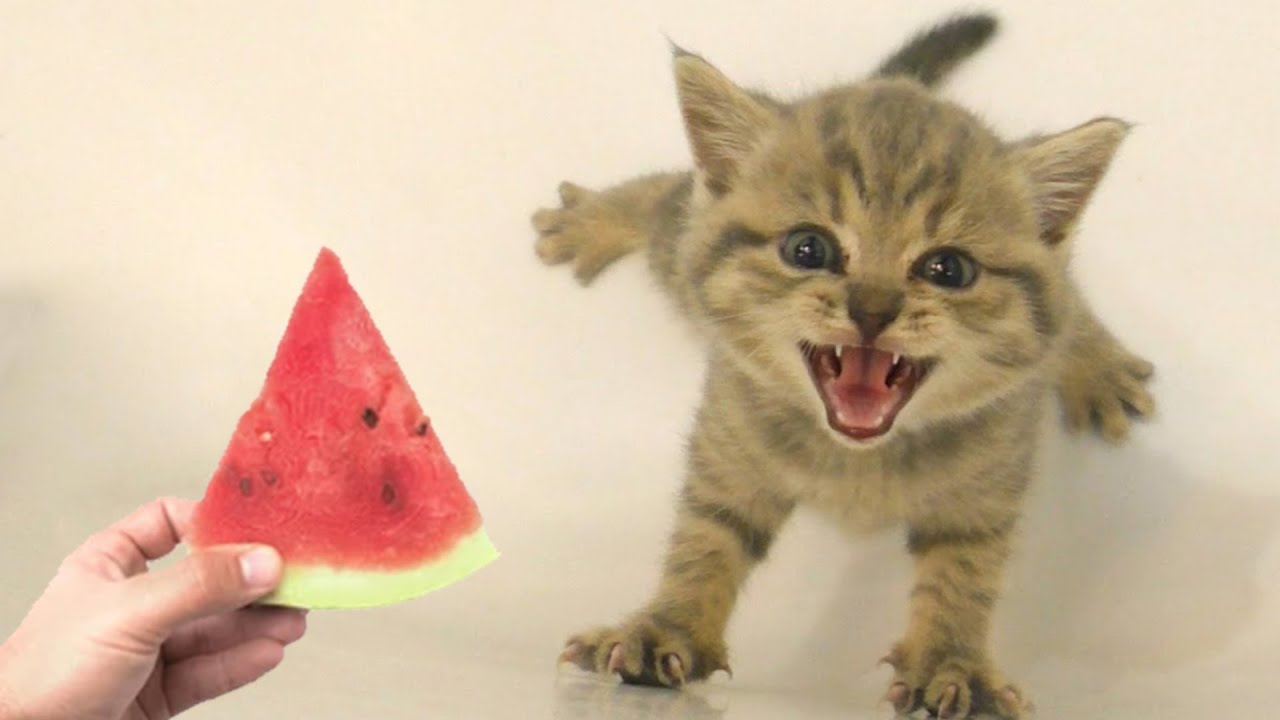 Новые Смешные Животные 😅 Самые Смешные Видео с Собаками и Кошками 😹🐶 Часть 4