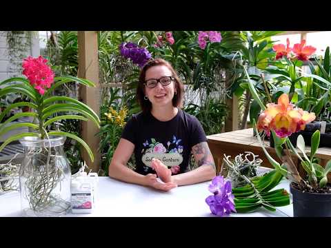 Video: Husplanter i stuen - tips om dyrking av planter i stuen