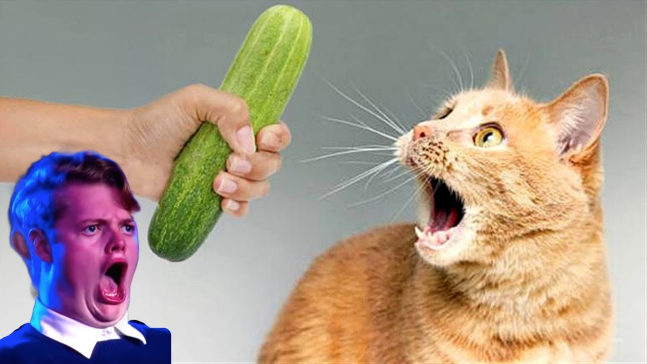 Funny cats scared of cucumbers 😂 compilation Gatos VS pepinos cat vs