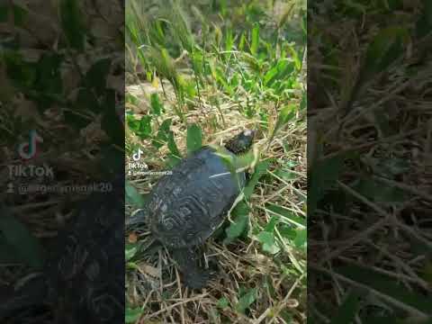 Европейская болотная черепаха 🐢 очень добрая 🐢❤