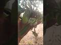 পশ্চিমবঙ্গের জাতীয় গাছ দেখালাম 🌿🌿 || #ytshorts #viral #bengaliminivlog #youtubeshorts
