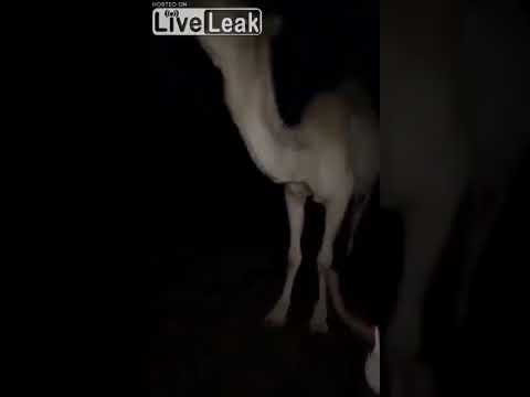 Camel Kicks Girl After She Gets Too Close Youtube