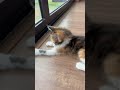 KITTEN vs ALUMINUM FOIL BALL