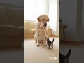 【Lab &amp; Kitty Life】 Kitty Steals Treat, Then Feeds the Lab
