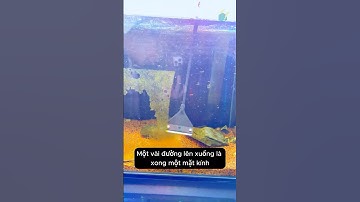 làm sạch rêu tảo bám mặt kính từ đầu cạo của nhà Voonline #aquarium #youtubeshorts