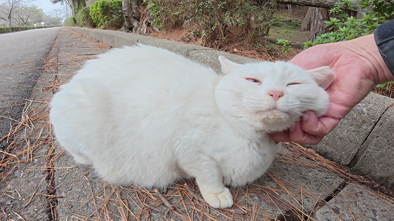 Белоглазый белый кот радостно мурлычет, когда человек делает ему массаж.
