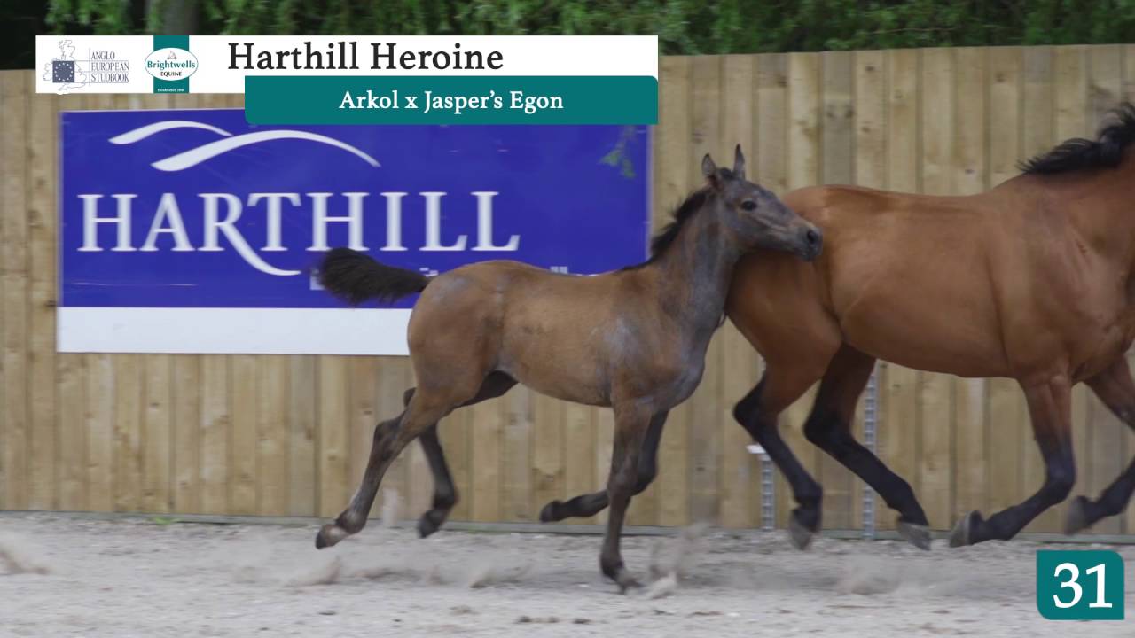 LOT 31 - HEROINE - Filly - ARKOL x JASPER'S EGON