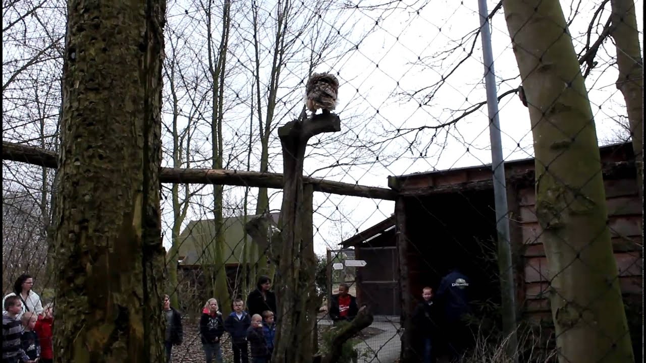 De oehoe (Bubo bubo) is de grootste uilensoort ter wereld