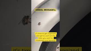 Bee Spiritual Meaning🐝 Profile