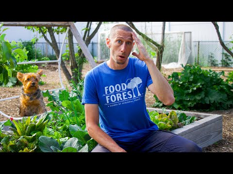 Video: Pea ‘Mr. Big’ Info: Saznajte više o uzgoju g. Big Graška u bašti