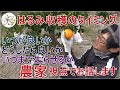 【焦らず】はるみの収穫タイミグと考え方【じっくり】
