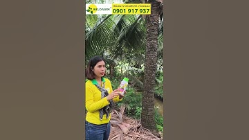 DỪA XIÊM LÙN QUÁ SAI TRÁI #welofarm