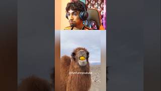 funniest dog 🤣#memereaction#funnyreaction#viral#shorts#youtubeshorts#trending#funny#memes