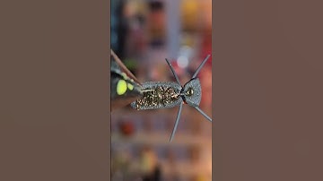 ~Foam Beetle~ #flytying #flytyingaddict #flyfishingstudios
