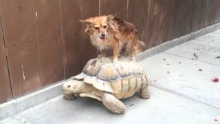 Nicolas The Tortoise Giving Sunshine The Dog a TurtleBack Ride