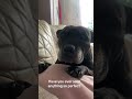 #dogmom #dogs #adoptstrays #rescuedog #adoptionrocks #puppy #pets #fyp #staffy #staffies #staffie