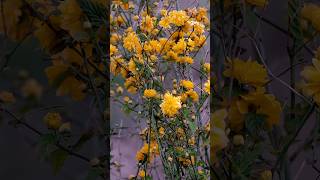 Getting the Garden Ready for Spring | Rural Life 🌿