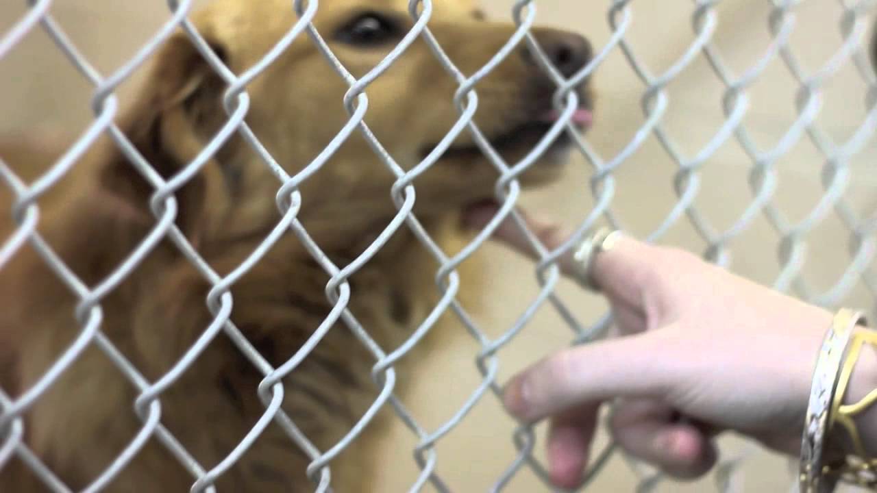 Montgomery County Animal Shelter - YouTube