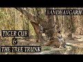 Tiger Cub &amp; The Tree Trunk | Bandhavgarh Tiger Video | Tiger Cub Playing | Bandhavgarh Tiger Reserve