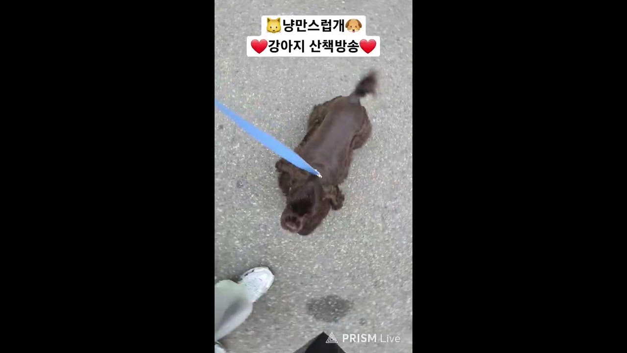 강아지,고양이분양🐶냥만스럽개🐶 라이브 방송