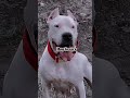 Argentine Dogo The Ultimate Powerful And Fearless Dog Subscribe For More Amazing Videos 