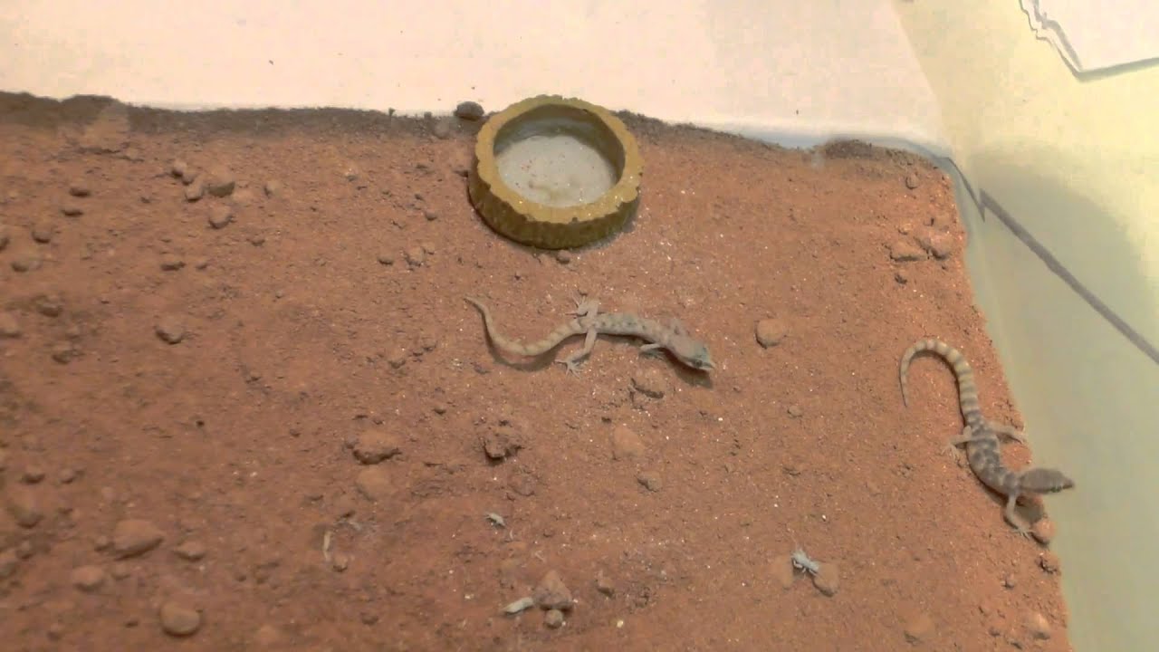 reptile city Tropicolotes steudneri