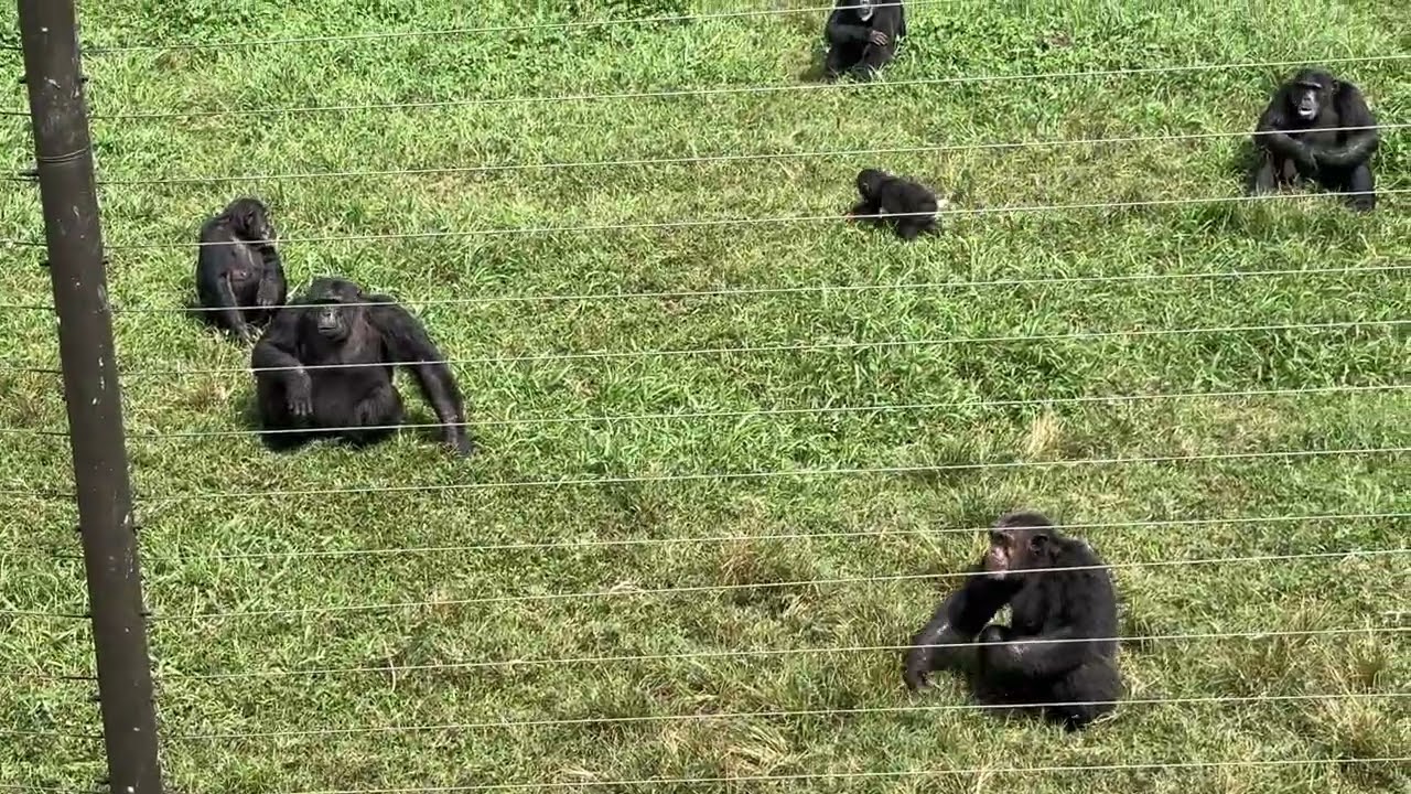 Ngamba Island Chimpanzee Sanctuary