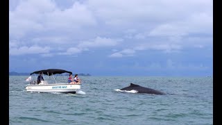 Cayo Coral & Dolphin Bay | Exploring Bocas del Toro, Panama 🐬🌴