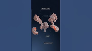 3D brain anatomy - explore neuroanatomy with VOKA 3D Anatomy & Pathology