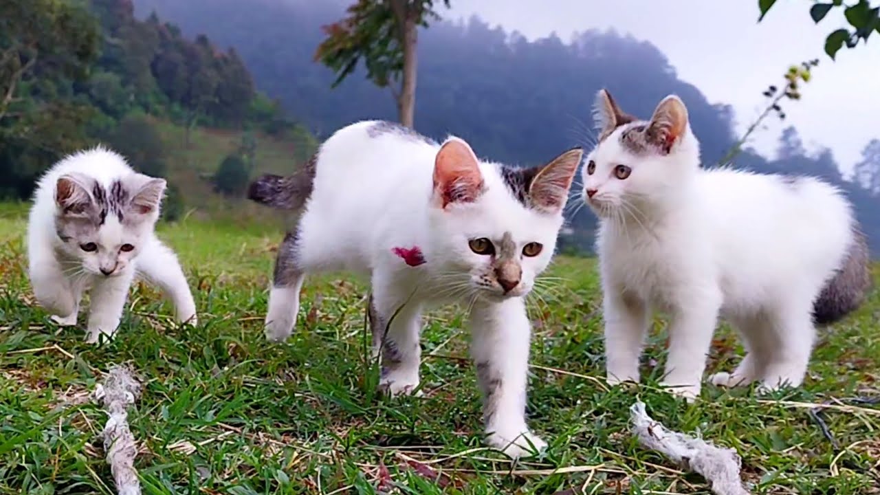 CUTES Kitten Meowing - Cat Cute - Animal 2023 - part 770