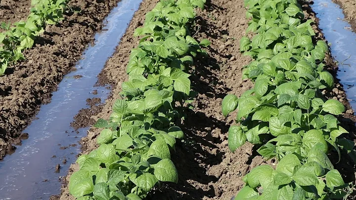 Furrow Irrigation
