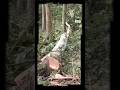 Cutting Down a Small Tree in the Forest