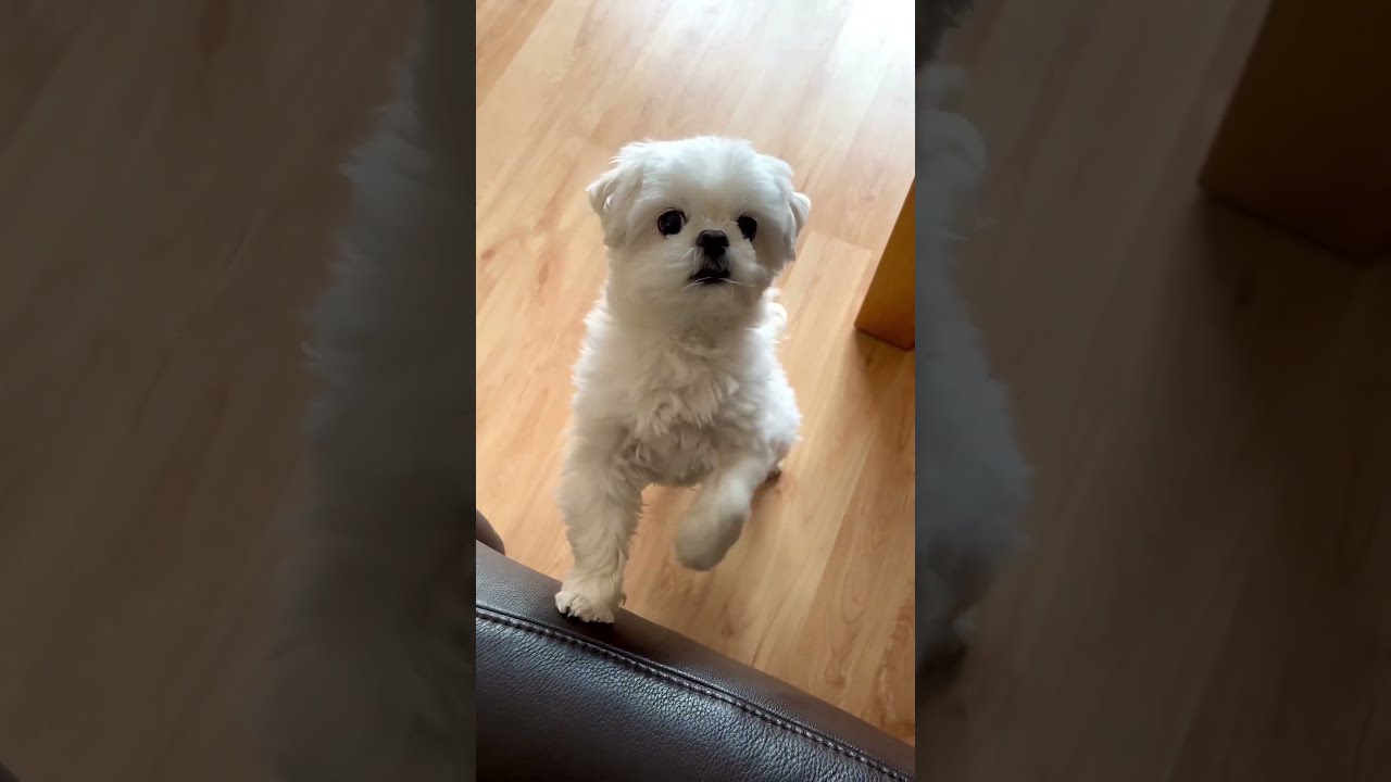  HAPPY NEW WEEK Maltesedog Cutepet Maltese Cutedogs Shorts Cutedog Cutepets Cutiee