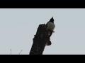 Smart bird sing on top of trus