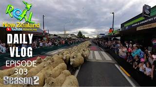 Te Kuiti muster 2026 running of the sheep [Life in New Zealand season 2#303]