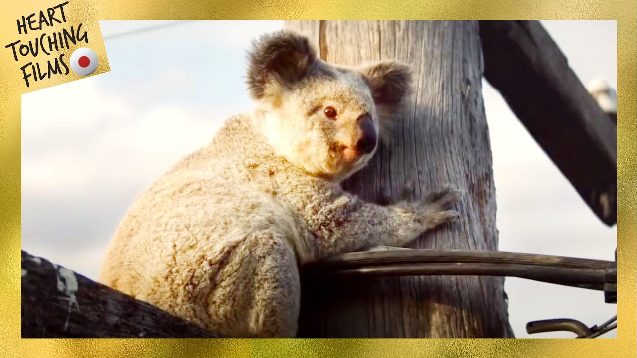 新しい家 感動 動物映画 Youtube