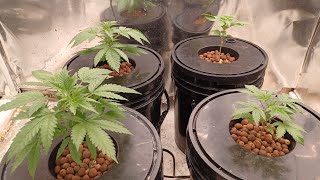 Week 3 Spider Farmer G5000/UVR40 medical marijuana grow. Athena nutrition Weekly Series update 🌱👀🌱