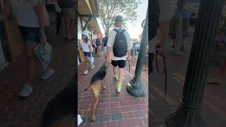 Dog Off Leash in High Distraction Environment