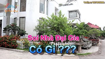 Chiêm ngưỡng khuôn viên Đẳng cấp và các tác phẩm cây cảnh đẹp nhà anh Quỳnh - Kẻ Sặt, Hải Dương