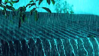 Fall Asleep In 3 Minutes 🌧️ Heavy Rain And Thunder On Tin Roof For Deep Sleep And Stress Relief #26